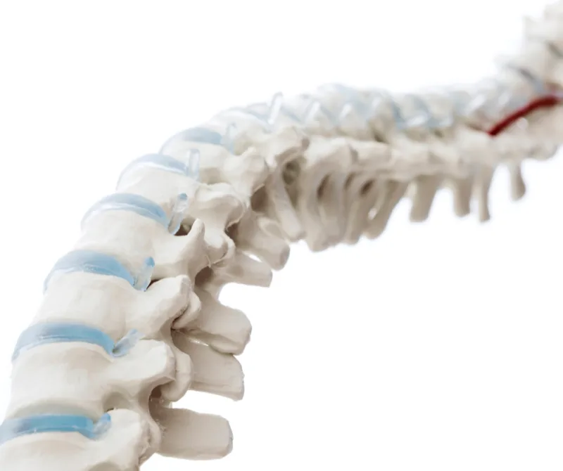 Anatomical model of the human spine used in spinal health consultations